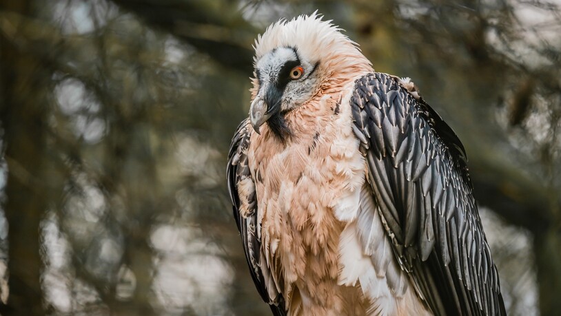 In den Alpen zuhause: Der Vogel mit einer Flügelspannweite von bis zu 2,8 Meter ernährt sich hauptsächlich von Knochen.