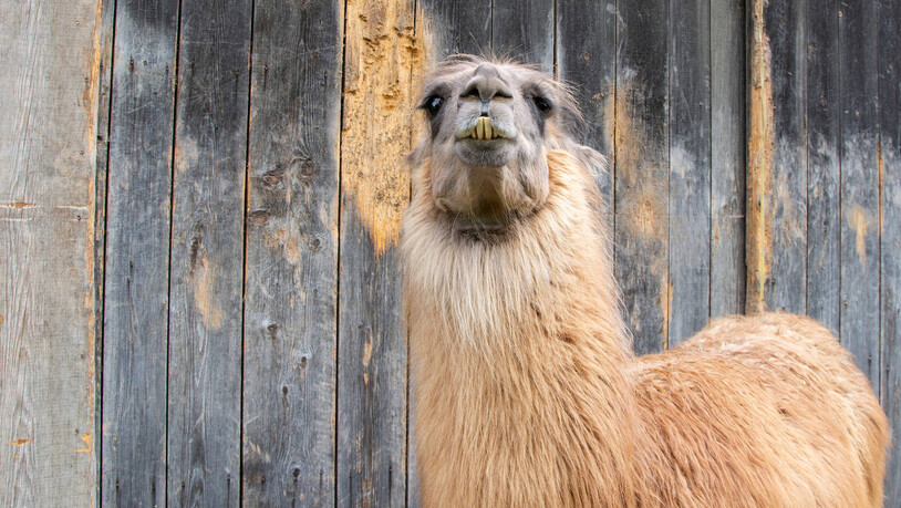 Tierische Wohngemeinschaft: Einige Lamas teilen sich das Gehege mit den beiden Kamelen.