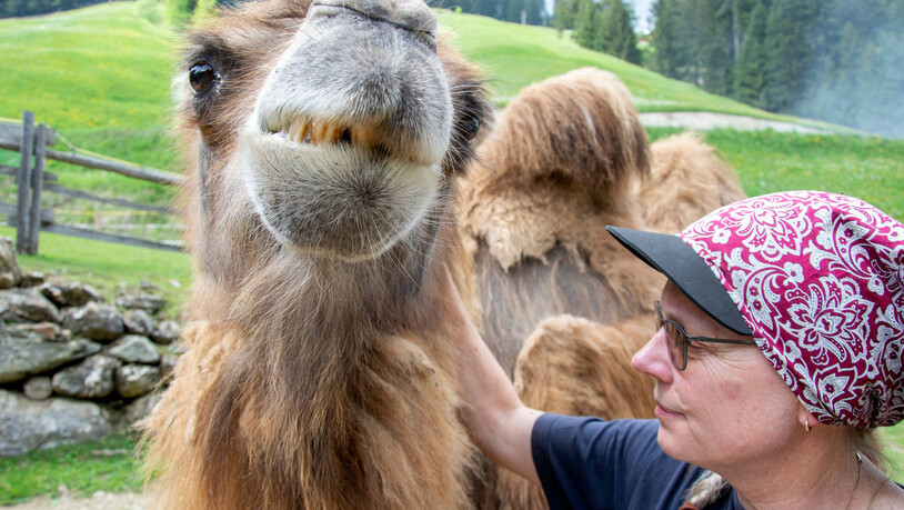 Bitte lächeln: Kamel Ivan hält seinen Kopf gern in die Kamera, während er sich kraulen lässt.