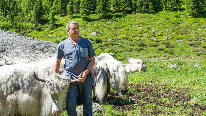 Freude am Tier: Bartli Gruober sind seine Yaks sehr ans Herz gewachsen.