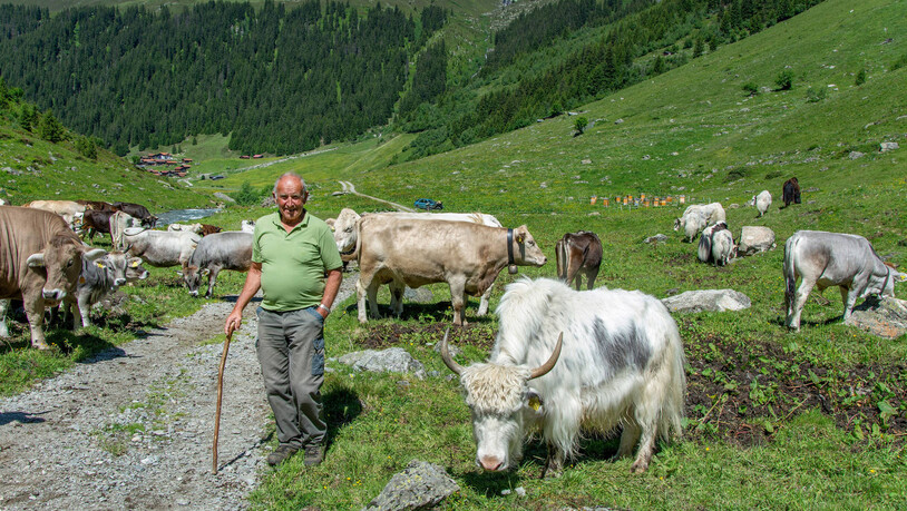 Von Anfang an begeistert: Werner Stucki überzeugte Gruober, die Yaks mit den Kühen auf die Alp zu bringen.