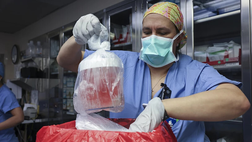 Die Krankenschwester Melissa Mattola-Kiatos bereitet die Schweineniere für die Transplantation vor.