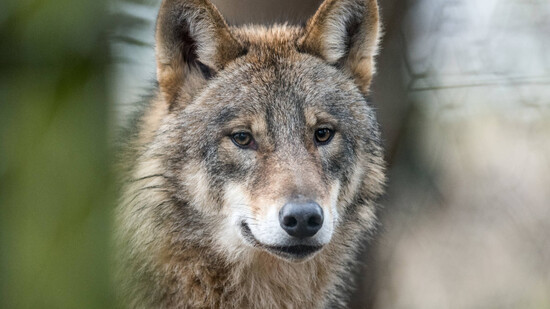 Reproduktion: Bei Ilanz und im Calfeisental haben sich neue Wolfsrudel gebildet - im Bild ein Wolf in einem Wildpark in Deutschland.