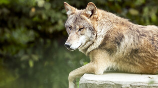 Geht es nach der Umweltkommission des Ständerates, sollen Wölfe künftig proaktiv geschossen werden dürfen, also um Schäden zu verhüten. (Archivbild)