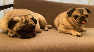 Im Fokus: Als Hundehalter ist man bisweilen nur das Anhängsel von Vierbeiner wie Effi (rechts) und Carlotta.