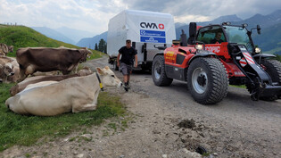Lassen sich vom Motorlärm nicht aus der Ruhe bringen: Auf dem Anfahrtsweg begegnet der Transport einer Kuhherde.