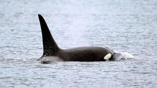 Rätselhafte Angriffe auf Segelboote: Orcas leben in Ozeanen weltweit. Die dokumentierten Angriffe auf Boote erfolgen aber einzig im kleinen Gebiet südlich und westlich der Iberischen Halbinsel.  