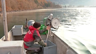 Die Fangquote von Berufsfischer Hanpeter Gubser ist in diesem Jahr zurückgegangen.