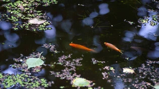 Unerwünscht: Die ausgesetzten Goldfische schaden dem Ökosystem der Biotope.