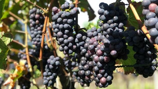 Frühe Ernte: Die meisten Trauben haben sich bereits verfärbt. Die Weinlese steht somit bald an.