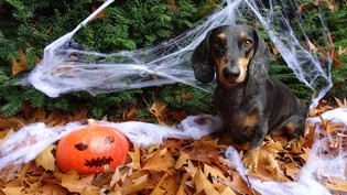 Kein Süsses oder Saures: Während Halloween für viele Kinder ein grosser Spass ist, bedeute der Feiertag für Tiere wie beispielsweise Hunde viel Stress.