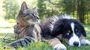 Fester Rhythmus: Katzen und Hunden bereitet die Zeitumstellung am meisten Mühe.