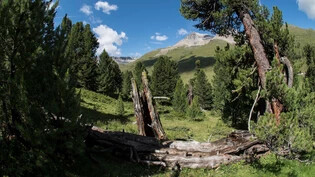 Uralte Zeitzeugen: In Tamangur bei Scuol befindet sich der höchstgelegene geschlossene Arvenwald Europas. 