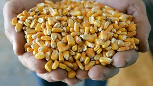 Ein Nischenprodukt: Aus Mais wird die sogenannte Trockenschlempe hergestellt, die der Angeklagte als Tierfutter importiert ​​​​​​​hat.