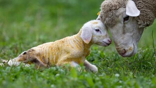 So sähe ein glückliches Lamm aus: Ein Schaf sorgt sich um seinen neugeborenen Nachwuchs.
